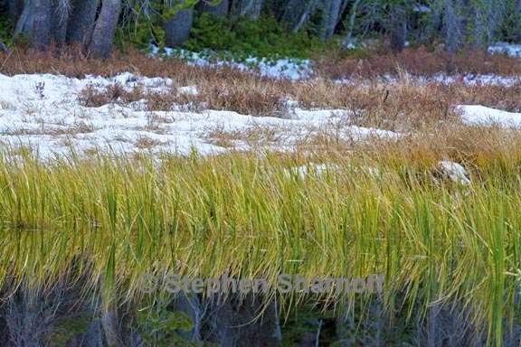 lakeshore vegetation and snow 1 graphic